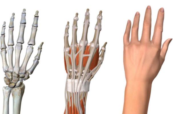Understanding Hand Anatomy